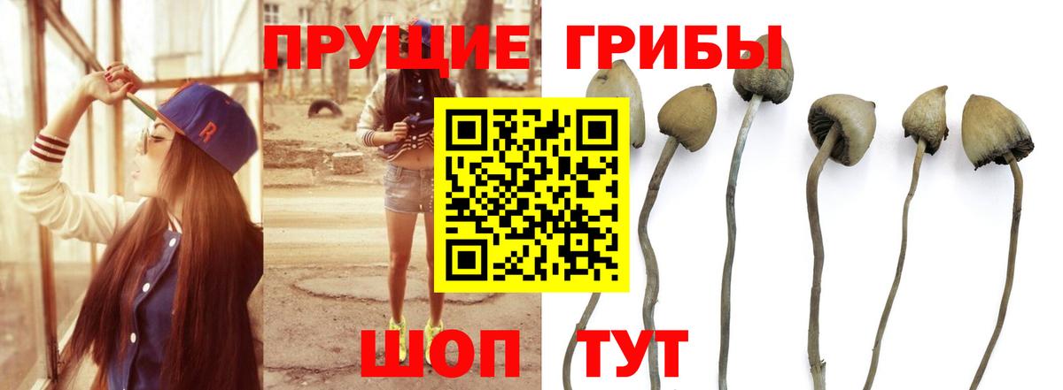 Псилоцибиновые грибы прущие грибы  Вход с VPN  Новозыбков 